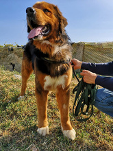 ZEUS, Hund, Mischlingshund in Spanien - Bild 7