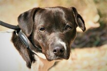 SPEEDY, Hund, Mischlingshund in Spanien - Bild 1