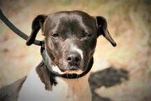 SPEEDY, Hund, Mischlingshund in Spanien - Bild 2
