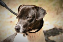 SPEEDY, Hund, Mischlingshund in Spanien - Bild 3