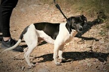 SPEEDY, Hund, Mischlingshund in Spanien - Bild 4