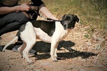 SPEEDY, Hund, Mischlingshund in Spanien - Bild 5