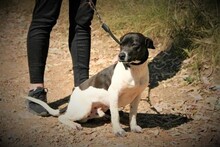 SPEEDY, Hund, Mischlingshund in Spanien - Bild 6