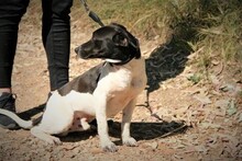 SPEEDY, Hund, Mischlingshund in Spanien - Bild 7