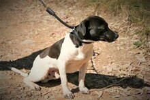 SPEEDY, Hund, Mischlingshund in Spanien - Bild 8