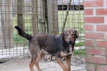 ALKU, Hund, Mischlingshund in Ungarn - Bild 1