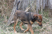 ALKU, Hund, Mischlingshund in Ungarn - Bild 2