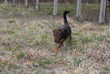 ALKU, Hund, Mischlingshund in Ungarn - Bild 3