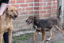 ALKU, Hund, Mischlingshund in Ungarn - Bild 4