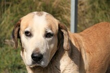 MAIRA, Hund, Herdenschutzhund in Spanien - Bild 1