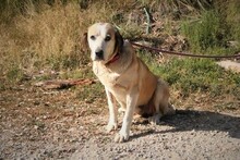 MAIRA, Hund, Herdenschutzhund in Spanien - Bild 10