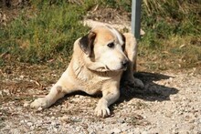 MAIRA, Hund, Herdenschutzhund in Spanien - Bild 11