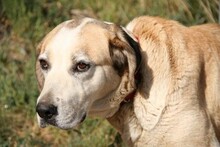 MAIRA, Hund, Herdenschutzhund in Spanien - Bild 12