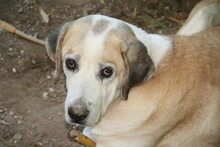 MAIRA, Hund, Herdenschutzhund in Spanien - Bild 13