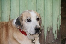 MAIRA, Hund, Herdenschutzhund in Spanien - Bild 15