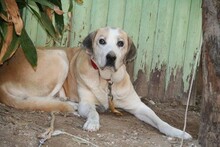 MAIRA, Hund, Herdenschutzhund in Spanien - Bild 16