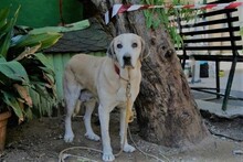 MAIRA, Hund, Herdenschutzhund in Spanien - Bild 5