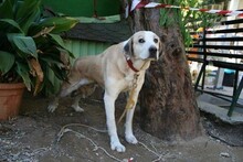 MAIRA, Hund, Herdenschutzhund in Spanien - Bild 6