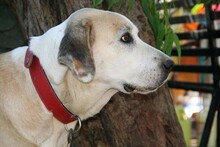 MAIRA, Hund, Herdenschutzhund in Spanien - Bild 7
