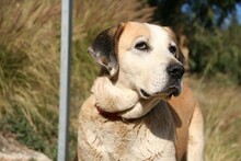 MAIRA, Hund, Herdenschutzhund in Spanien - Bild 8