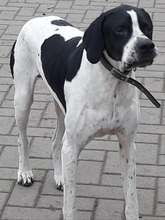 GONZALO, Hund, Pointer in Hanau - Bild 4