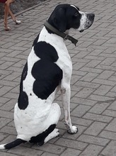 GONZALO, Hund, Pointer in Hanau - Bild 6