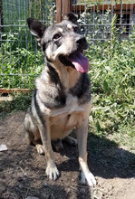LUX, Hund, Mischlingshund in Rumänien - Bild 1