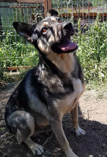 LUX, Hund, Mischlingshund in Rumänien - Bild 2