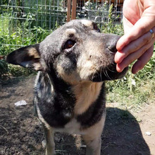 LUX, Hund, Mischlingshund in Rumänien - Bild 3