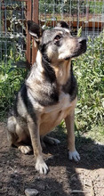 LUX, Hund, Mischlingshund in Rumänien - Bild 4
