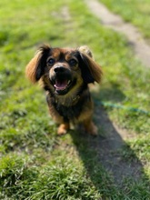 GYÖNGY, Hund, Mischlingshund in Berlin - Bild 1
