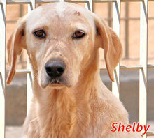 SHELBY, Hund, Mischlingshund in Italien - Bild 1
