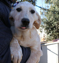 SHELBY, Hund, Mischlingshund in Italien - Bild 16