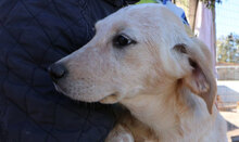 SHELBY, Hund, Mischlingshund in Italien - Bild 18