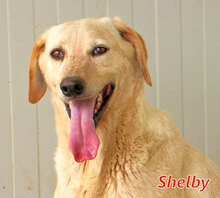 SHELBY, Hund, Mischlingshund in Italien - Bild 2