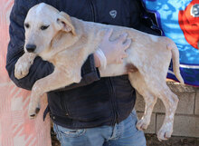 SHELBY, Hund, Mischlingshund in Italien - Bild 20