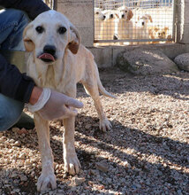 SHELBY, Hund, Mischlingshund in Italien - Bild 23