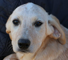 SHELBY, Hund, Mischlingshund in Italien - Bild 25