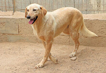 SHELBY, Hund, Mischlingshund in Italien - Bild 4