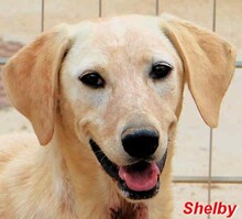 SHELBY, Hund, Mischlingshund in Italien - Bild 6