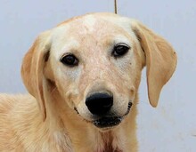 SHELBY, Hund, Mischlingshund in Italien - Bild 7