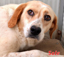 SOLE, Hund, Mischlingshund in Italien - Bild 1