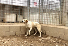 SOLE, Hund, Mischlingshund in Italien - Bild 3