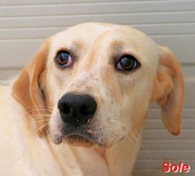 SOLE, Hund, Mischlingshund in Italien - Bild 4