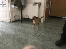 MILLI, Hund, Mischlingshund in Rumänien - Bild 9