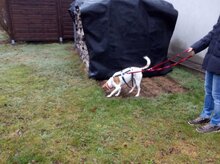 ELISA, Hund, Mischlingshund in Tholey - Bild 13