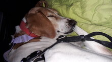 ELISA, Hund, Mischlingshund in Tholey - Bild 14