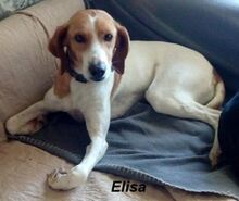 ELISA, Hund, Mischlingshund in Tholey - Bild 2