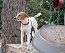 ELISA, Hund, Mischlingshund in Tholey - Bild 4