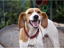 ELISA, Hund, Mischlingshund in Tholey - Bild 6